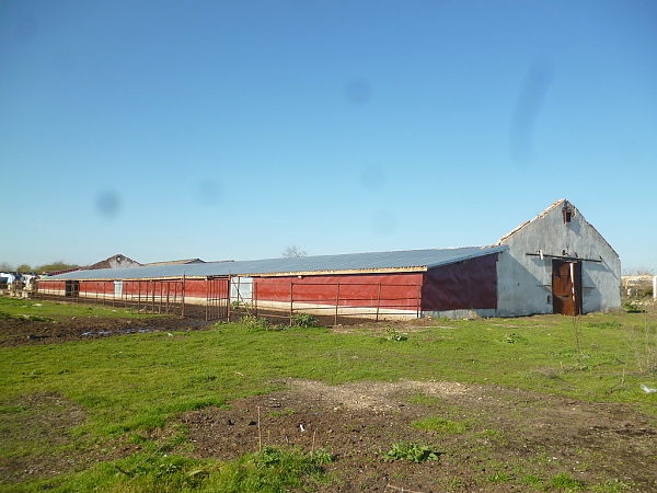 old-farm-with-land-and-cattle-for-sale
